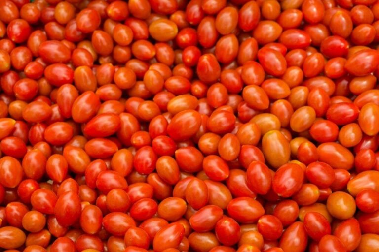 NIHORT Unveils High-Yield Tomato & Pepper Varieties, Strengthens Farmer Training and Food Security